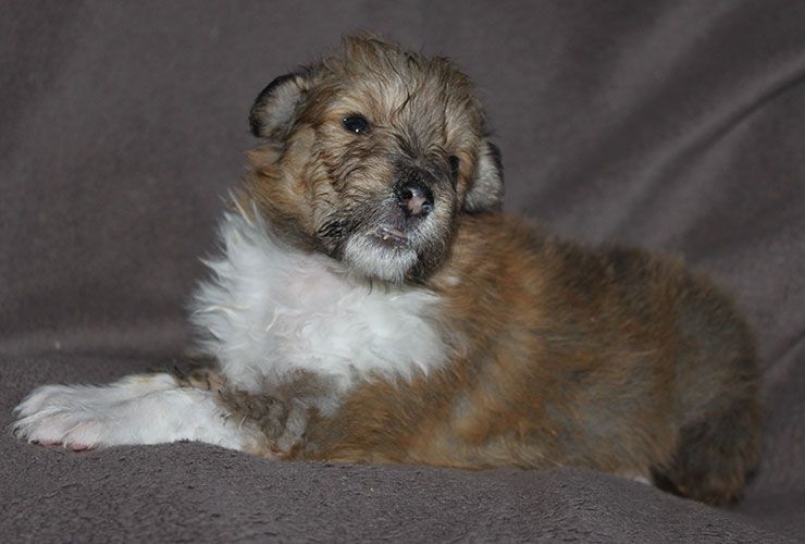 of Lowlands Green Valley - Chiot disponible  - Colley à poil long