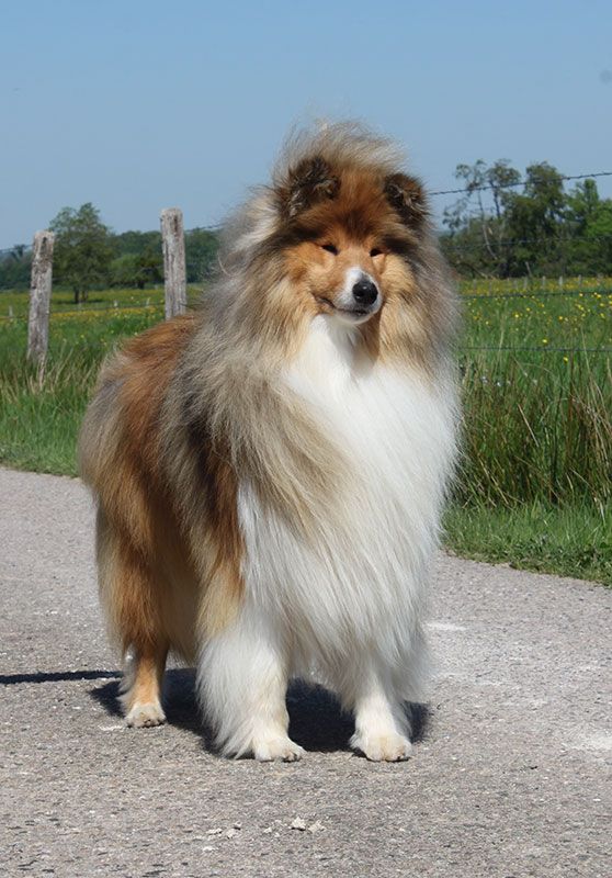 Ugo boss of Lowlands Green Valley
