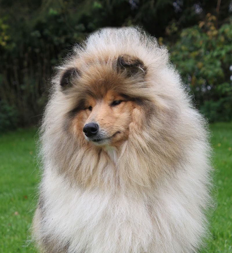 Un amour de patou of Lowlands Green Valley