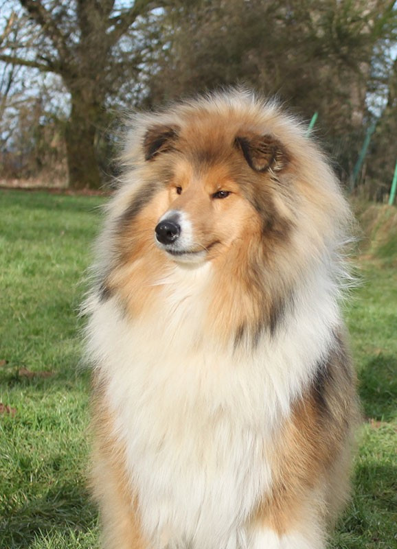 Very Irresistible of Lowlands Green Valley