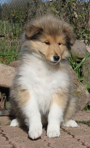 Disponibles chiots femelles