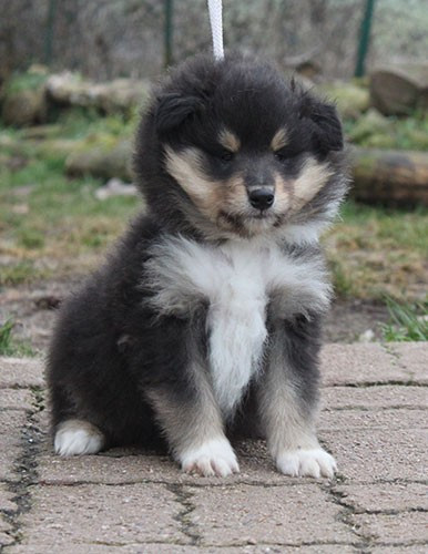 of Lowlands Green Valley - Chiots disponibles - Colley à poil long