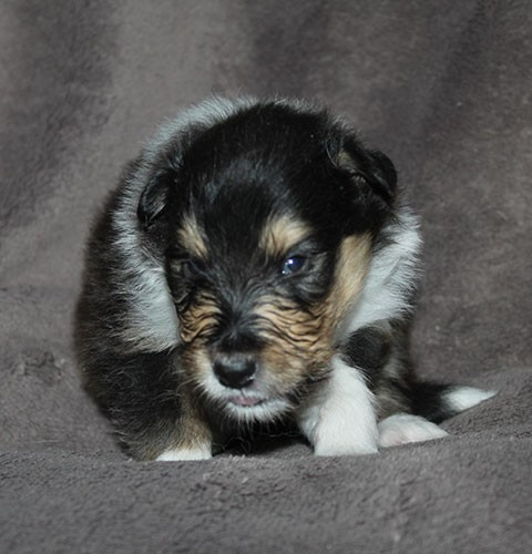 of Lowlands Green Valley - Chiots disponibles - Colley à poil long