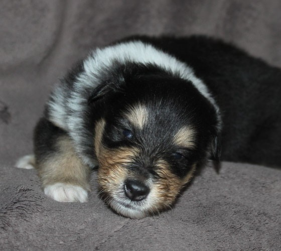 of Lowlands Green Valley - Chiots disponibles - Colley à poil long