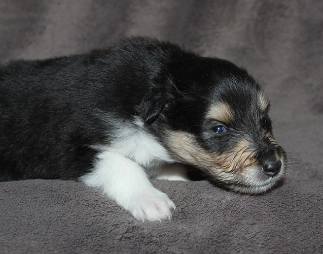 of Lowlands Green Valley - Chiots disponibles - Colley à poil long