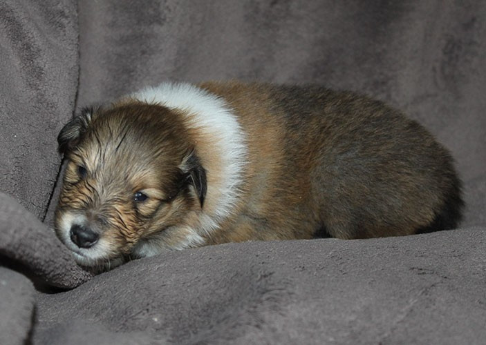 of Lowlands Green Valley - Chiots disponibles - Colley à poil long