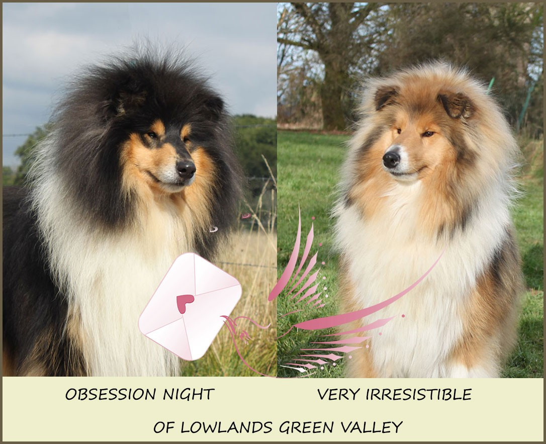 of Lowlands Green Valley - Colley à poil long - Portée née le 22/01/2026