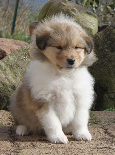 of Lowlands Green Valley - Chiots disponibles - Colley à poil long