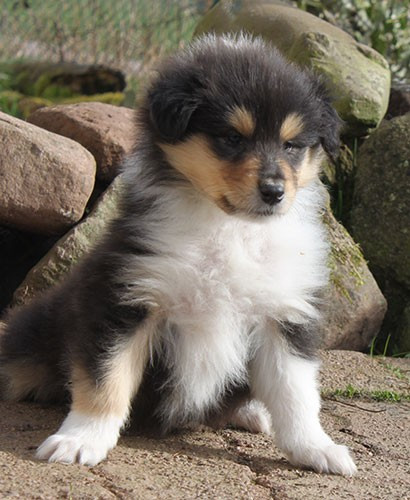 of Lowlands Green Valley - Chiots disponibles - Colley à poil long