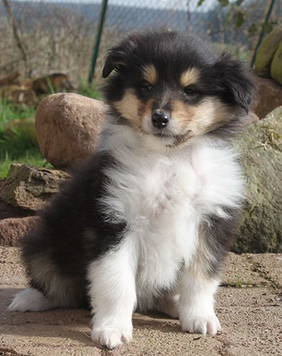 of Lowlands Green Valley - Chiots disponibles - Colley à poil long