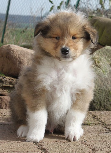 of Lowlands Green Valley - Chiots disponibles - Colley à poil long