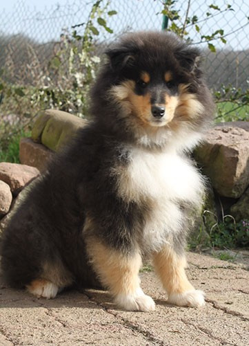 of Lowlands Green Valley - Chiots disponibles - Colley à poil long