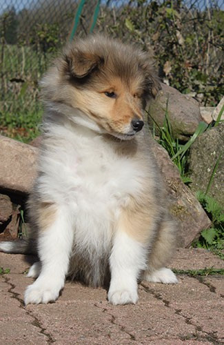 of Lowlands Green Valley - Chiots disponibles - Colley à poil long