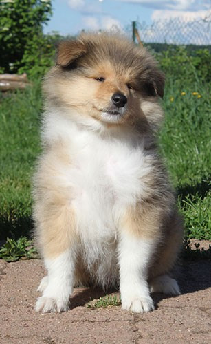 of Lowlands Green Valley - Chiots disponibles - Colley à poil long