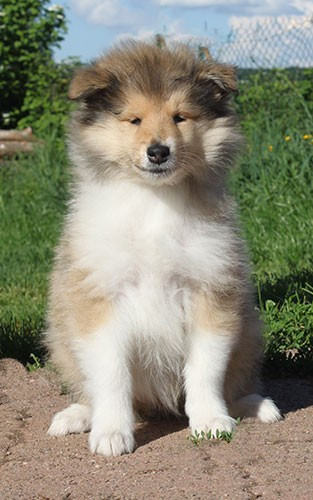 of Lowlands Green Valley - Chiots disponibles - Colley à poil long