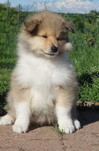 of Lowlands Green Valley - Chiots disponibles - Colley à poil long