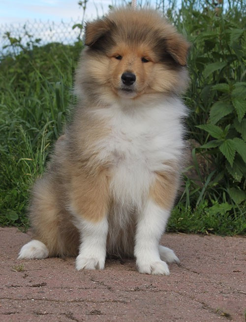 of Lowlands Green Valley - Chiots disponibles - Colley à poil long