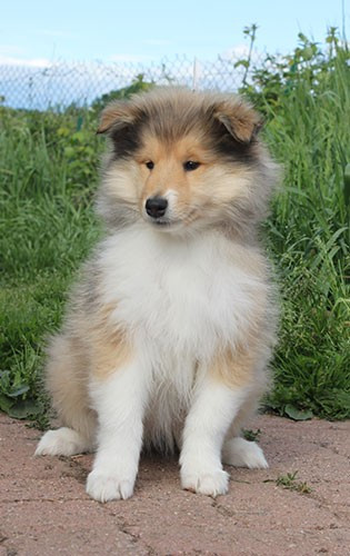 of Lowlands Green Valley - Chiots disponibles - Colley à poil long