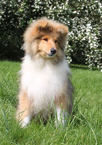 of Lowlands Green Valley - Chiots disponibles - Colley à poil long