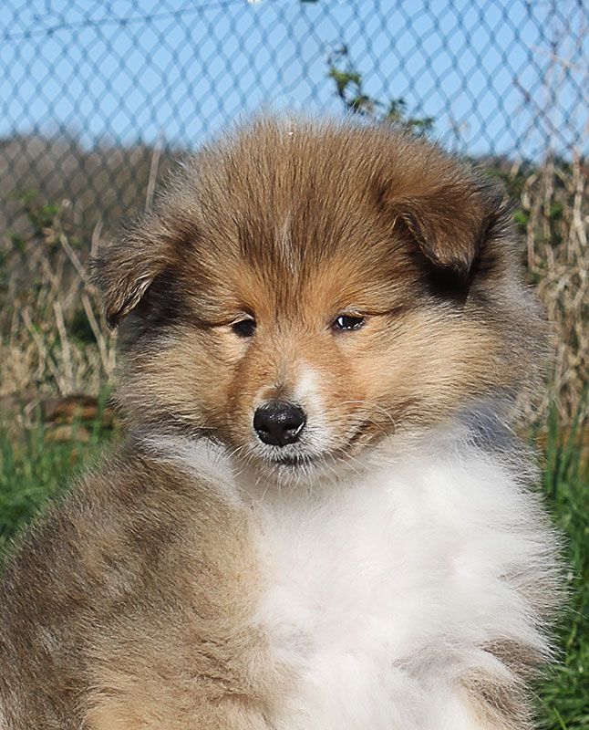 of Lowlands Green Valley - Chiots disponibles - Colley à poil long